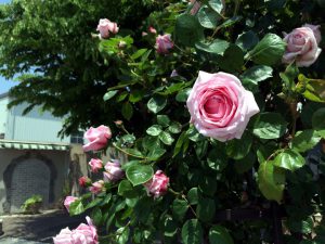 ガデナ宇部店　オベリスクにバラが咲き誇り！