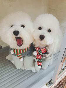新年明けましておめでとうございます。