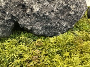 本物以上に本物らしい？【苔】